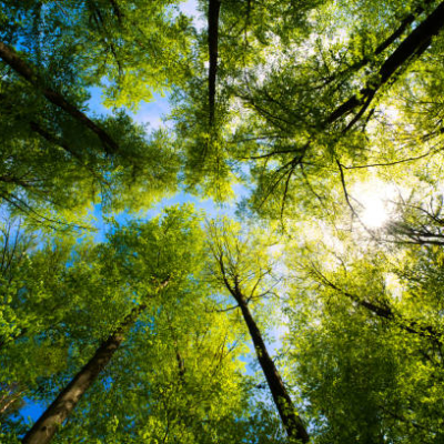 Aides Financières : Propriétaires de Forêts
